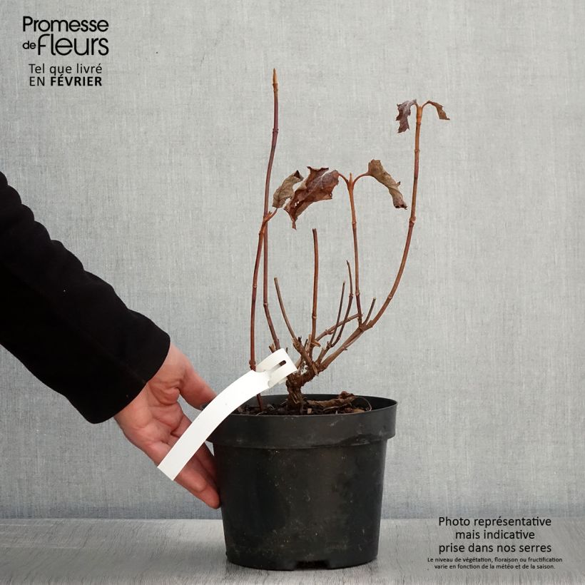 Hortensia quercifolia Back Porch - Hortensia de hoja de roble Maceta 3L/4L Ejemplar entregado en invierno