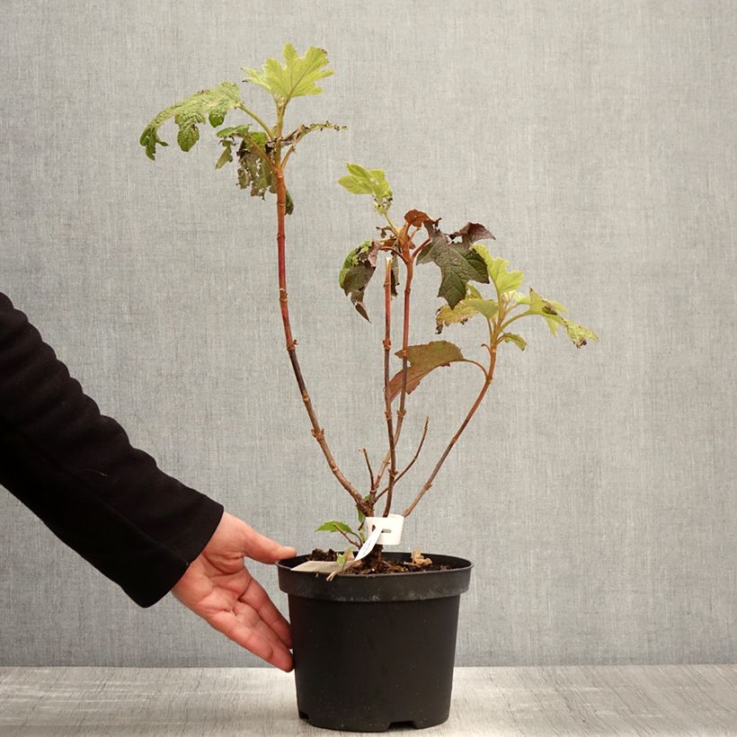 Hortensia quercifolia Back Porch - Hortensia de hoja de roble Maceta 3L/4L Ejemplar entregado en la primavera