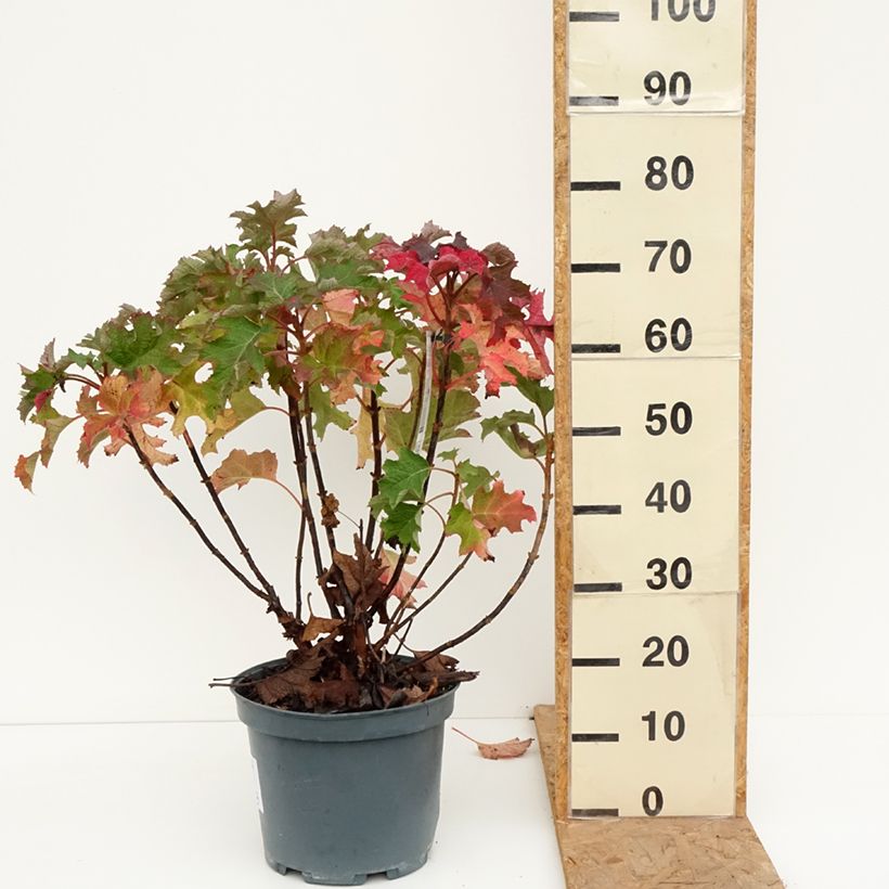 Ejemplar de Hortensia quercifolia Ruby Slippers - Hortensia de hoja de roble Maceta 7,5L/10L entregado en otoño