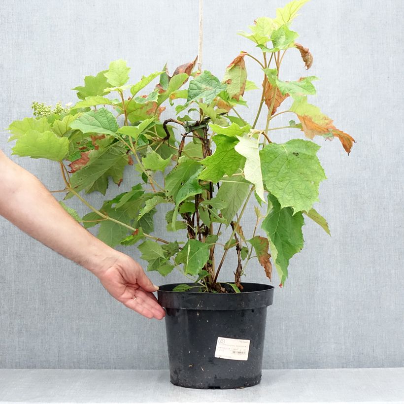 Ejemplar de Hortensia quercifolia Snow Queen - Hortensia de hoja de roble Maceta 4L/5L entregado en verano