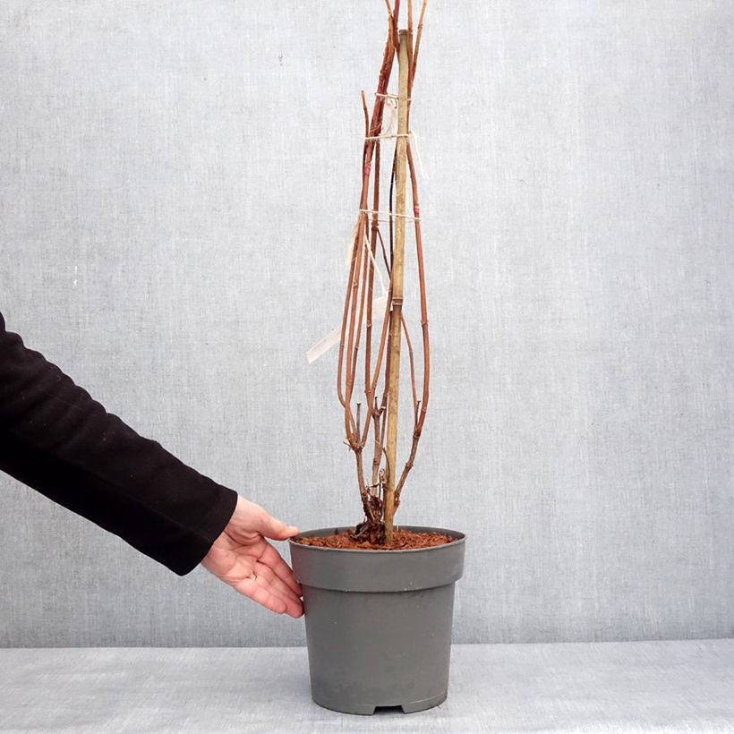 Hortensia quercifolia Snowcicle - Hortensia de hoja de roble Maceta 4L/5L Ejemplar entregado en invierno