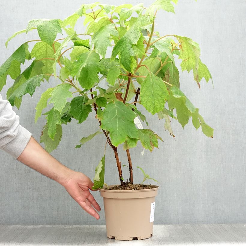 Ejemplar de Hortensia quercifolia Tara - Hortensia de hoja de roble Maceta 3L/4L entregado en verano