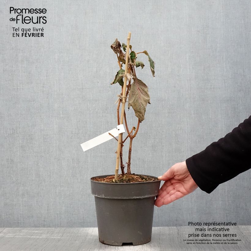 Hortensia quercifolia Tara - Hortensia de hoja de roble Maceta 3L/4L Ejemplar entregado en invierno