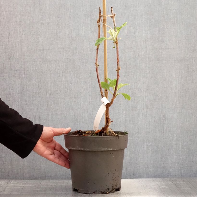 Hortensia quercifolia Tara - Hortensia de hoja de roble Maceta 3L/4L Ejemplar entregado en la primavera