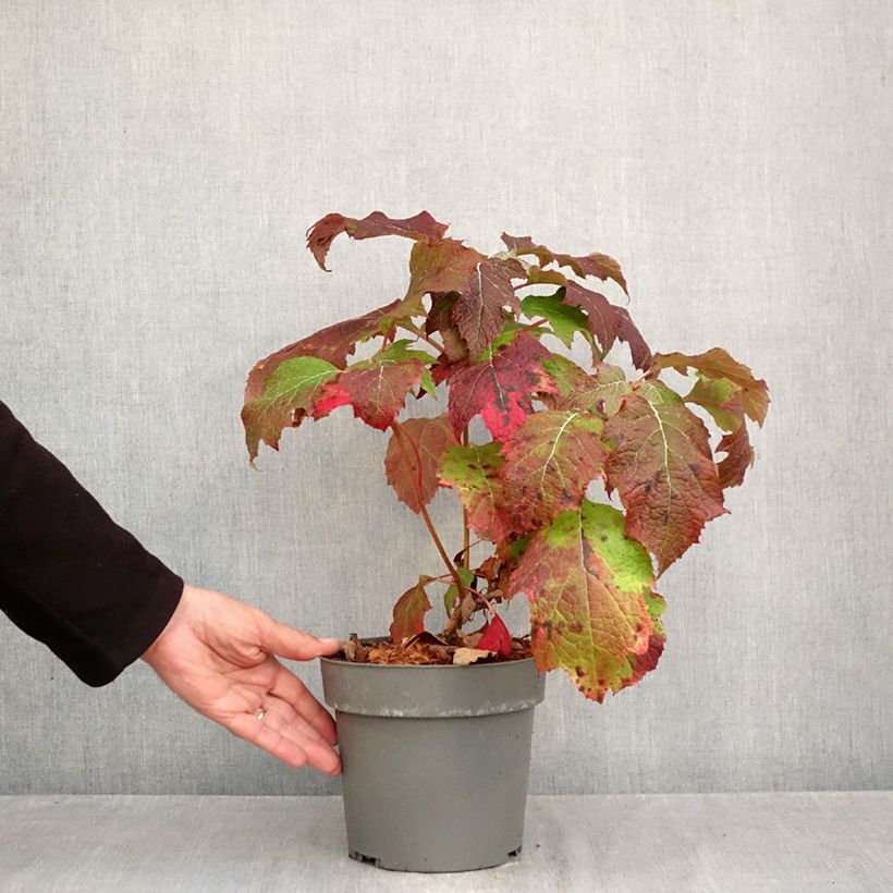 Ejemplar de Hortensia quercifolia Tara - Hortensia de hoja de roble Maceta 3L/4L entregado en otoño