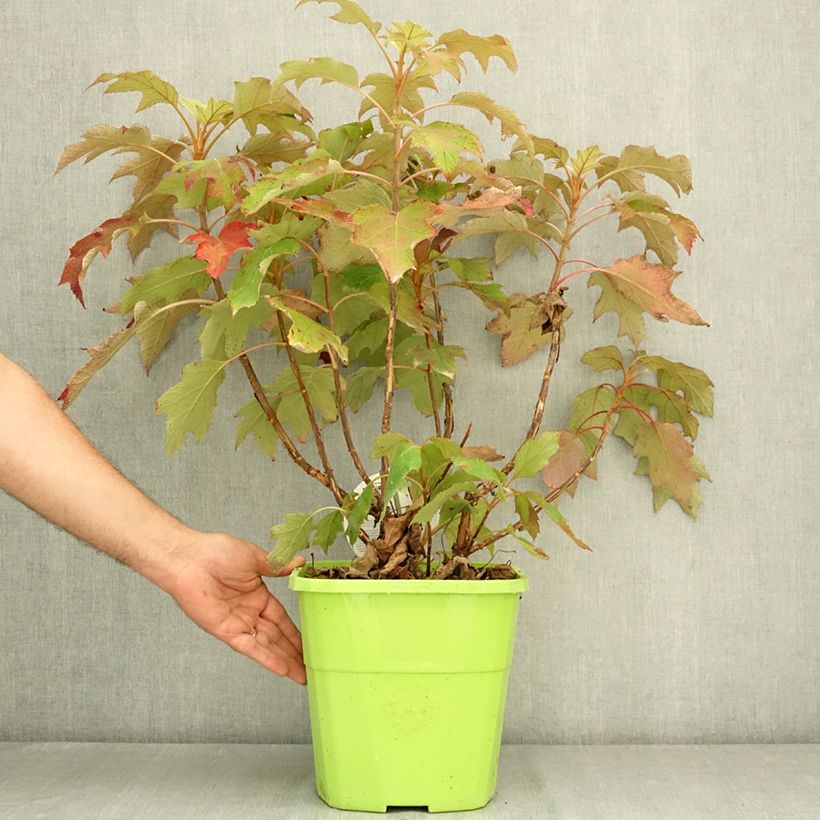 Ejemplar de Hortensia quercifolia Tara - Hortensia de hoja de roble Maceta 7,5L/10L entregado en verano