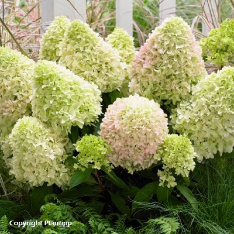 Hortensia paniculata Little Fresco - Hydrangea paniculata (Porte)