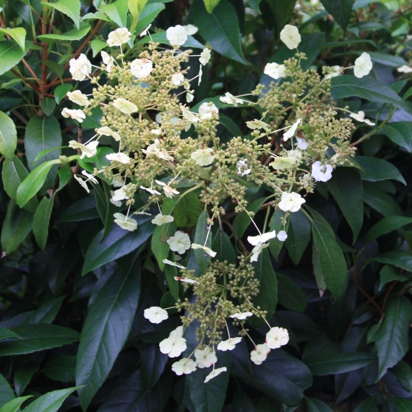Hortensia seemanii - Hydrangea (Floración)