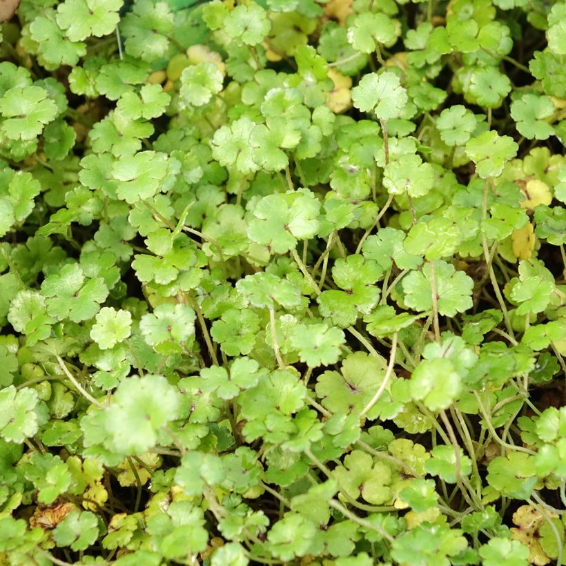 Hydrocotyle nova-zealandiae (Follaje)
