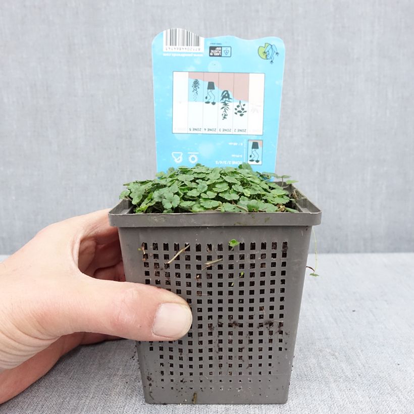 Hydrocotyle nova-zealandiae Maceta 1L/1,5L Ejemplar entregado en la primavera