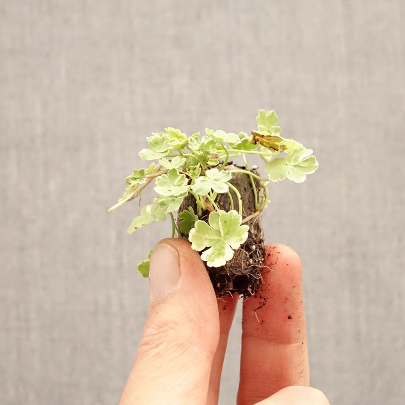 Hydrocotyle sibthorpioides minicepellón: Ø 3/4 cm Ejemplar entregado en la primavera