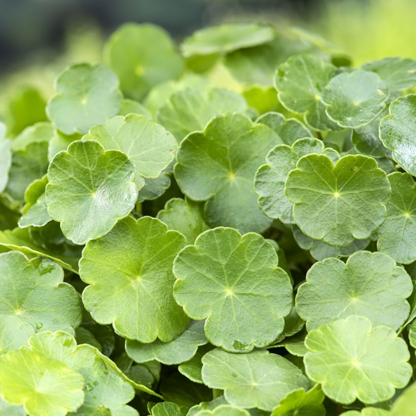 Hydrocotyle vulgaris (Follaje)
