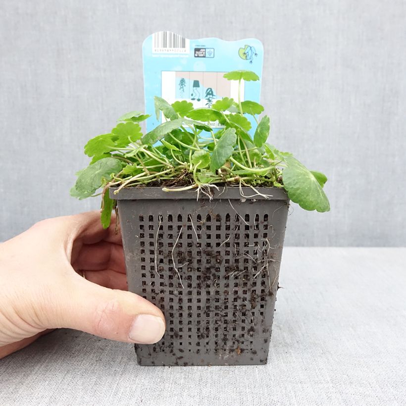 Hydrocotyle vulgaris Maceta 1L/1,5L Ejemplar entregado en la primavera