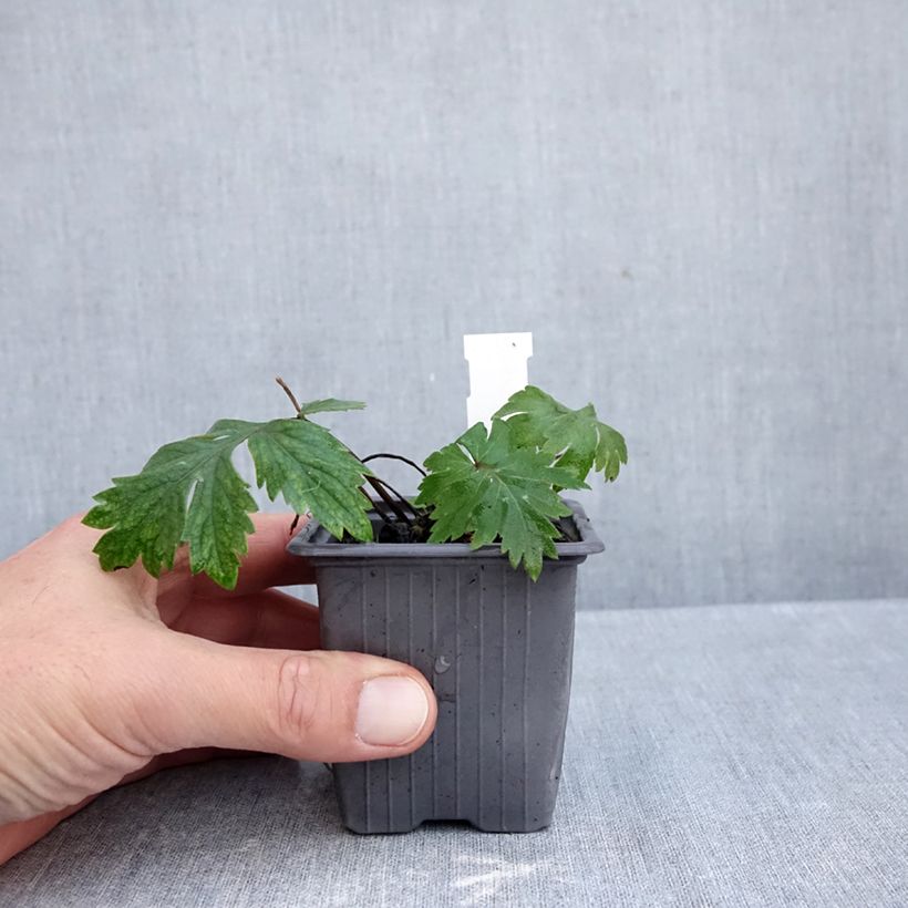 Ejemplar de Hydrophyllum virginianum Maceta de 8/9 cm entregado en otoño