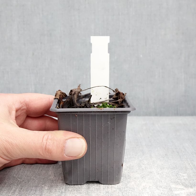 Hydrophyllum virginianum Maceta de 8/9 cm Ejemplar entregado en invierno