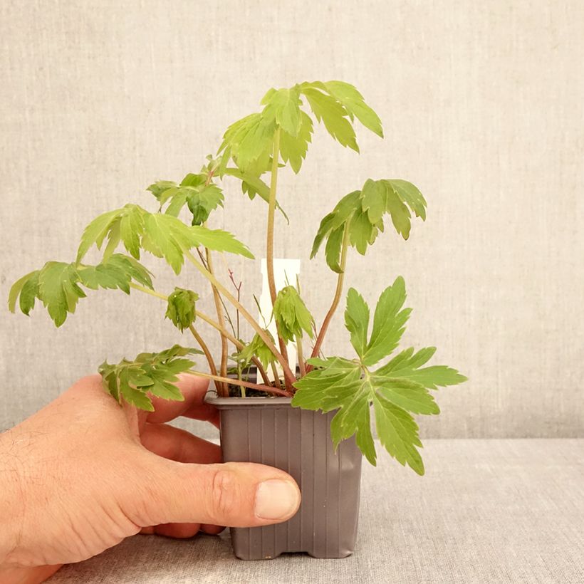 Hydrophyllum virginianum Maceta de 8/9 cm Ejemplar entregado en la primavera