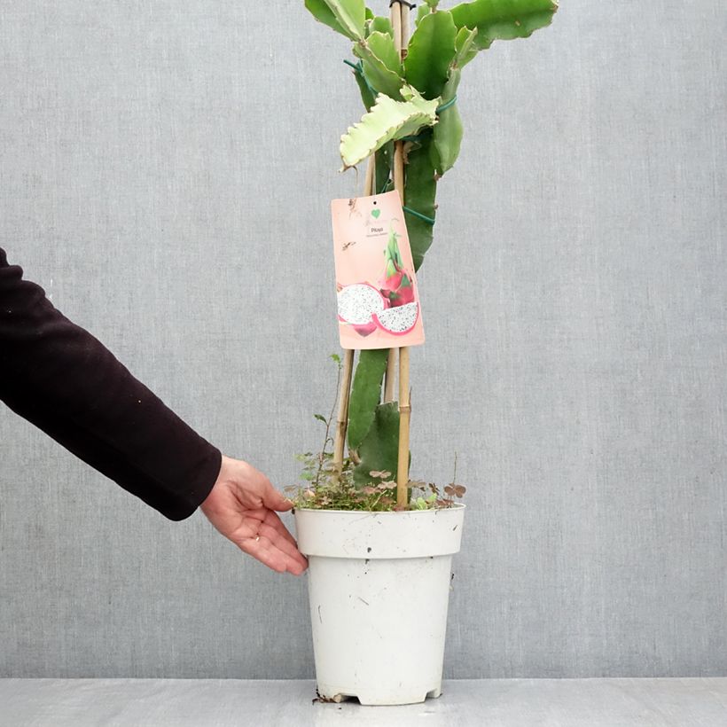 Ejemplar de Cactus trepador - Hylocereus undatus Maceta 6L/7L entregado en otoño