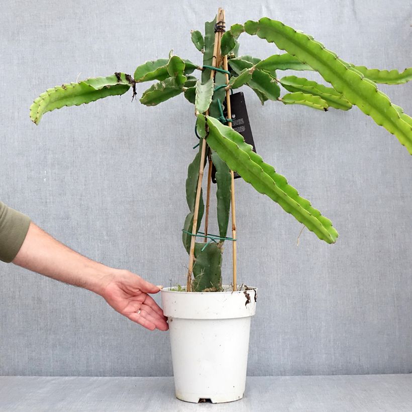 Ejemplar de Cactus trepador - Hylocereus undatus Maceta 6L/7L entregado en verano