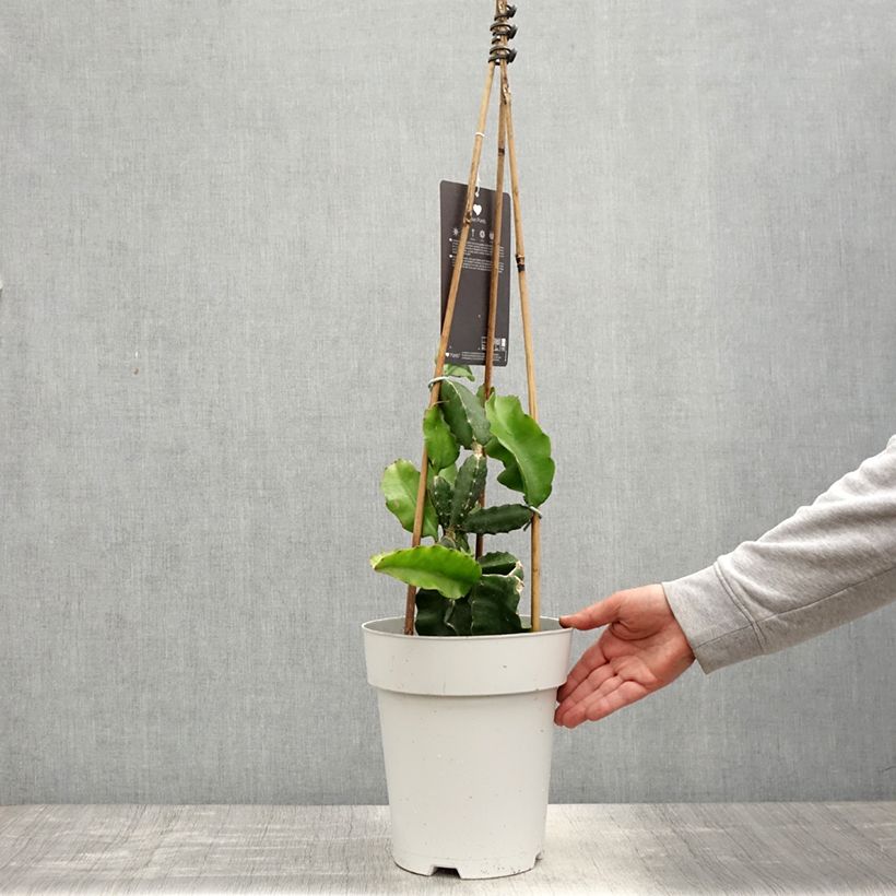 Cactus trepador - Hylocereus undatus Maceta 6L/7L Ejemplar entregado en la primavera