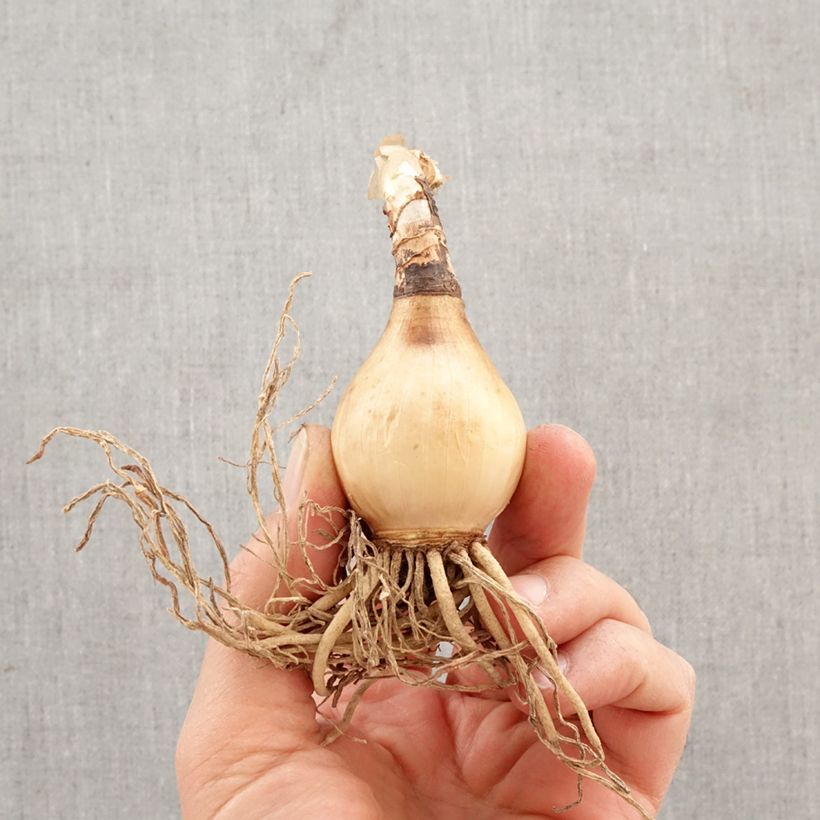 Hymenocallis harrisiana - Lirio araña Bulbo calibre 14+ Ejemplar entregado en la primavera