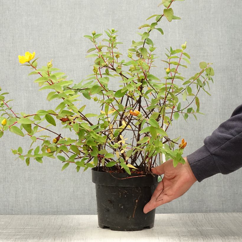 Ejemplar de Hypericum dummeri Peter Dummer - Hipérico Maceta 3L/4L entregado en verano