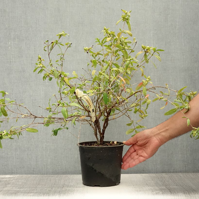 Ejemplar de Hypericum frondosum Sunburst - Hipérico Maceta 3L/4L entregado en verano