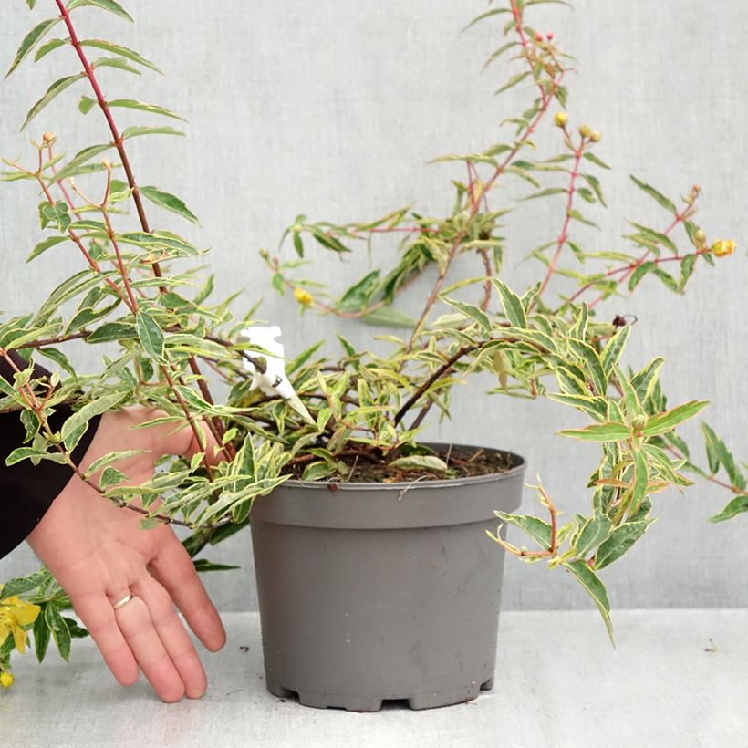 Ejemplar de Hypericum Hidcote Limelight - Hipérico Maceta 3L/4L entregado en otoño