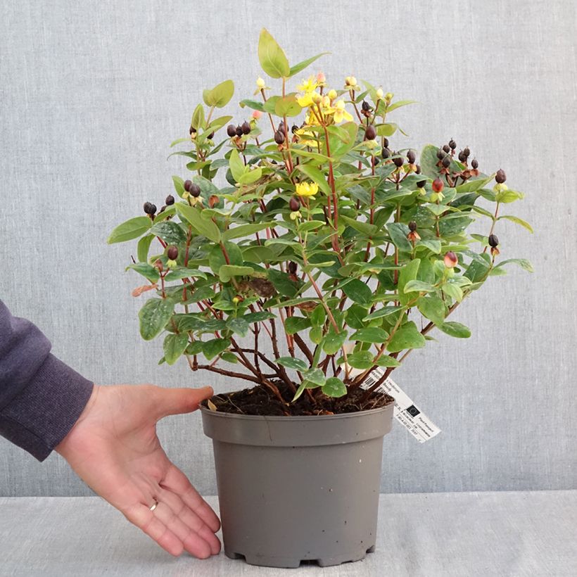Ejemplar de Hypericum inodorum Magical Beauty Kolmbeau - Hipérico Maceta 3L/4L entregado en otoño