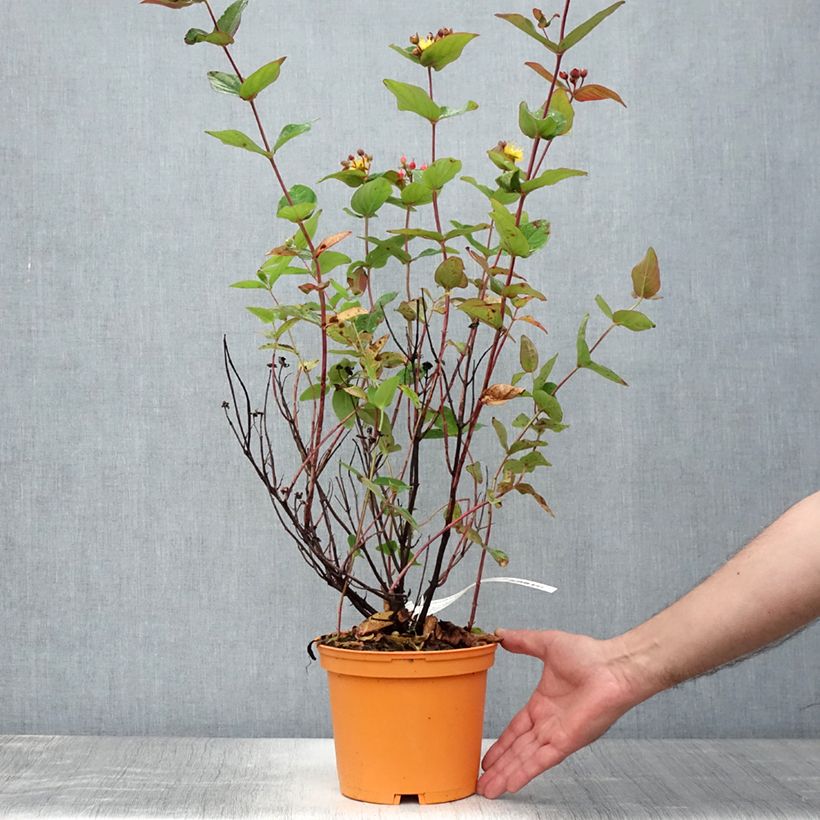 Ejemplar de Hypericum inodorum Magical Red Flame - Hipérico Maceta 2L/3L entregado en verano
