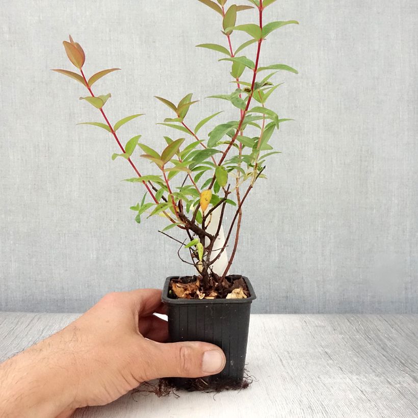 Ejemplar de Hypericum Hidcote - Hipérico Maceta de 8/9 cm entregado en verano