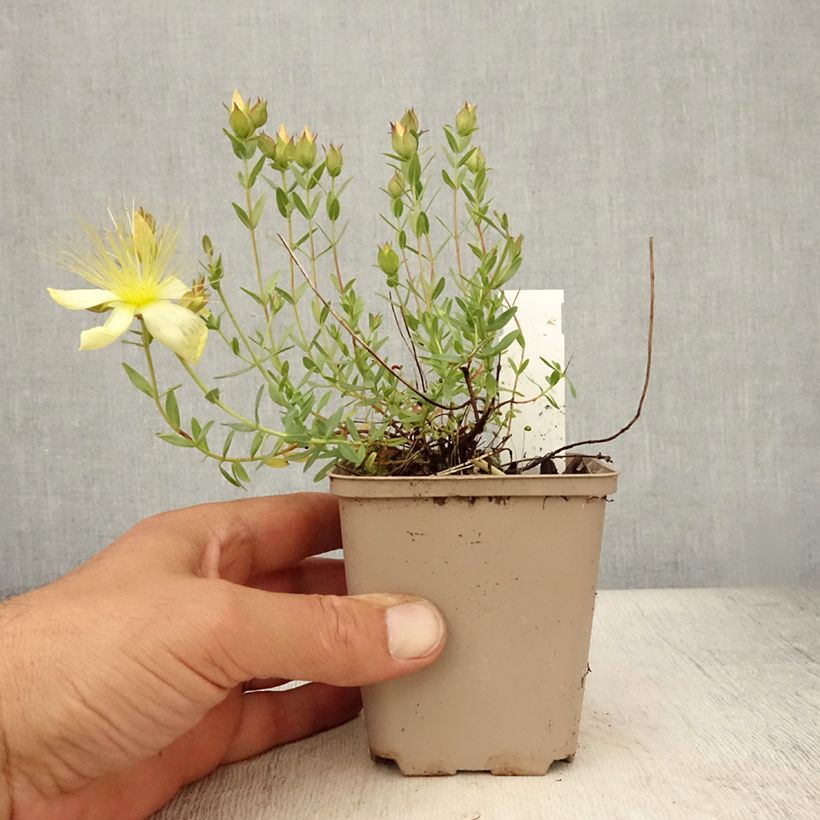 Ejemplar de Hypericum olympicum Citrinum - Hipérico Maceta de 8/9 cm entregado en verano