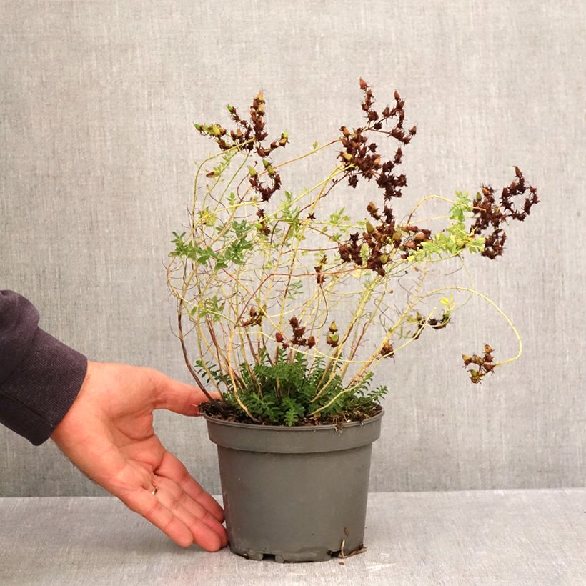 Ejemplar de Hypericum perforatum - Hipérico Maceta 1,5L/2L entregado en otoño