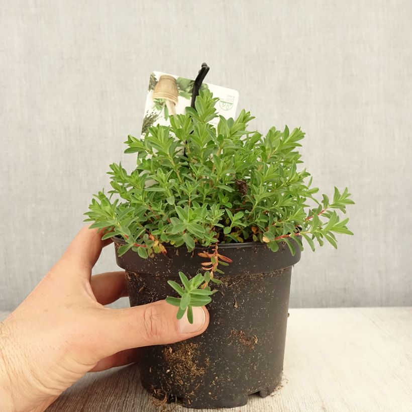 Hypericum perforatum - Hipérico Maceta 1,5L/2L Ejemplar entregado en la primavera