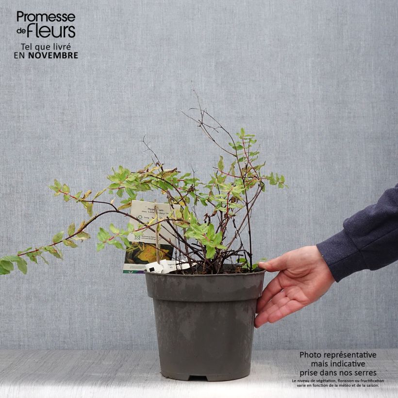 Ejemplar de Hypericum moserianum Little Misstery - Hipérico Maceta 4L/5L entregado en otoño