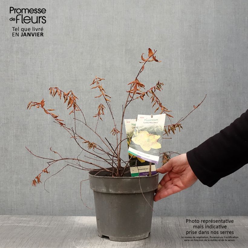 Hypericum moserianum Little Misstery - Hipérico Maceta 4L/5L Ejemplar entregado en invierno