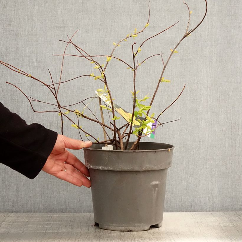 Hypericum moserianum Little Misstery - Hipérico Maceta 4L/5L Ejemplar entregado en la primavera