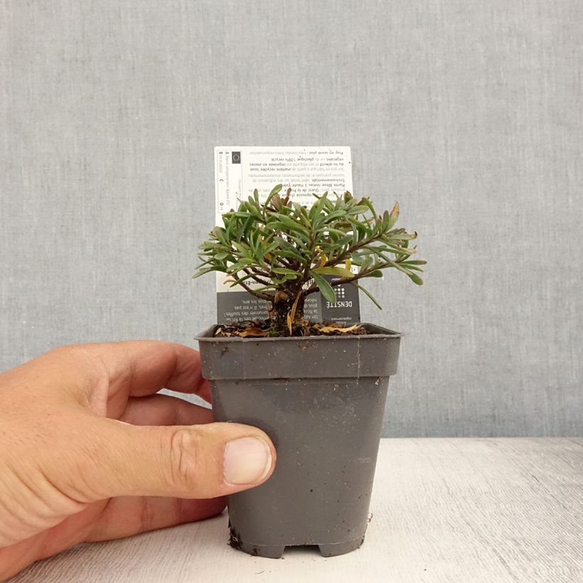 Ejemplar de Iberis sempervirens Appen-Etz Maceta de 8/9 cm entregado en verano