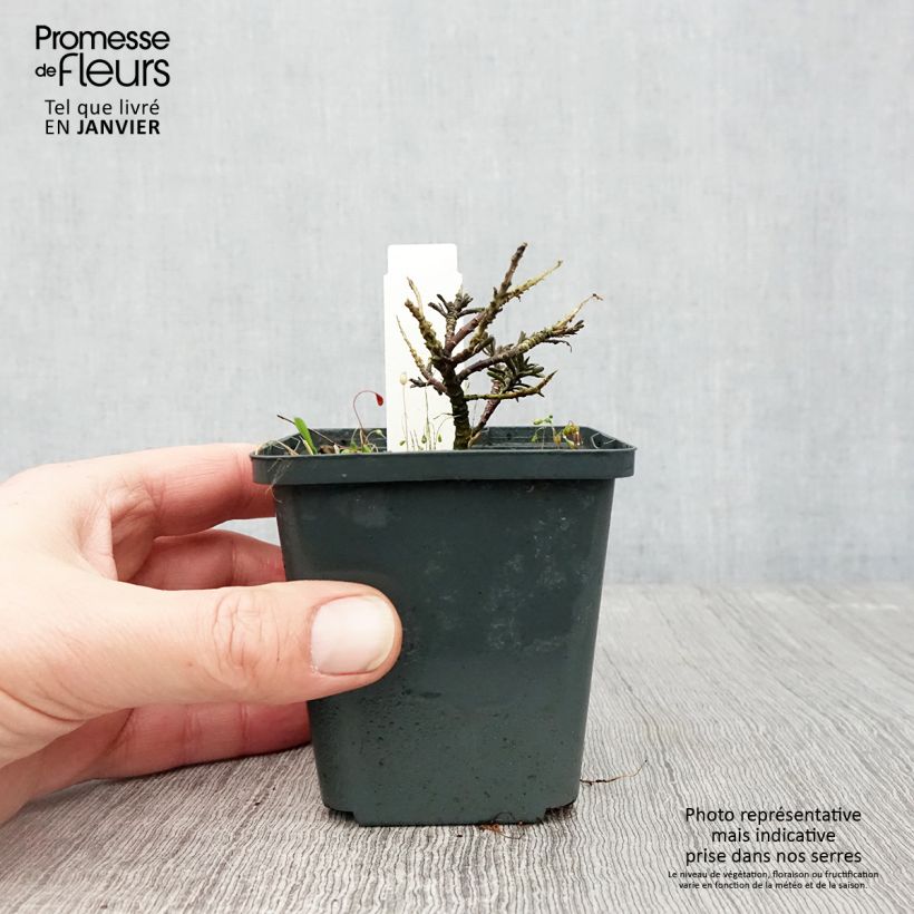 Iberis sempervirens Appen-Etz Maceta de 8/9 cm Ejemplar entregado en invierno