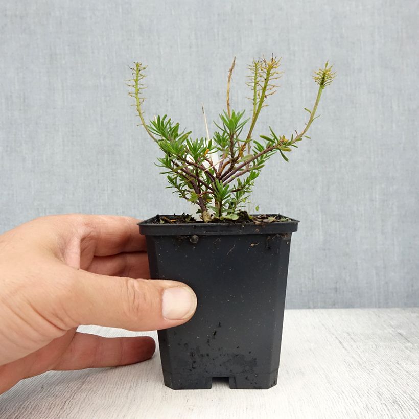 Iberis sempervirens Appen-Etz Maceta de 8/9 cm Ejemplar entregado en la primavera