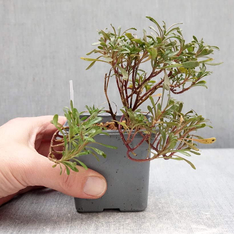 Iberis sempervirens First Flush Grace - Carraspique Maceta de 8/9 cm Ejemplar entregado en invierno