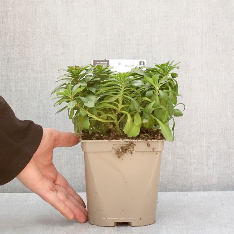 Iberis sempervirens Masterpiece Maceta 2L/3L Ejemplar entregado en invierno