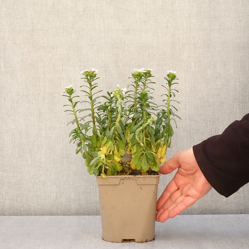 Iberis sempervirens Masterpiece Maceta 2L/3L Ejemplar entregado en la primavera