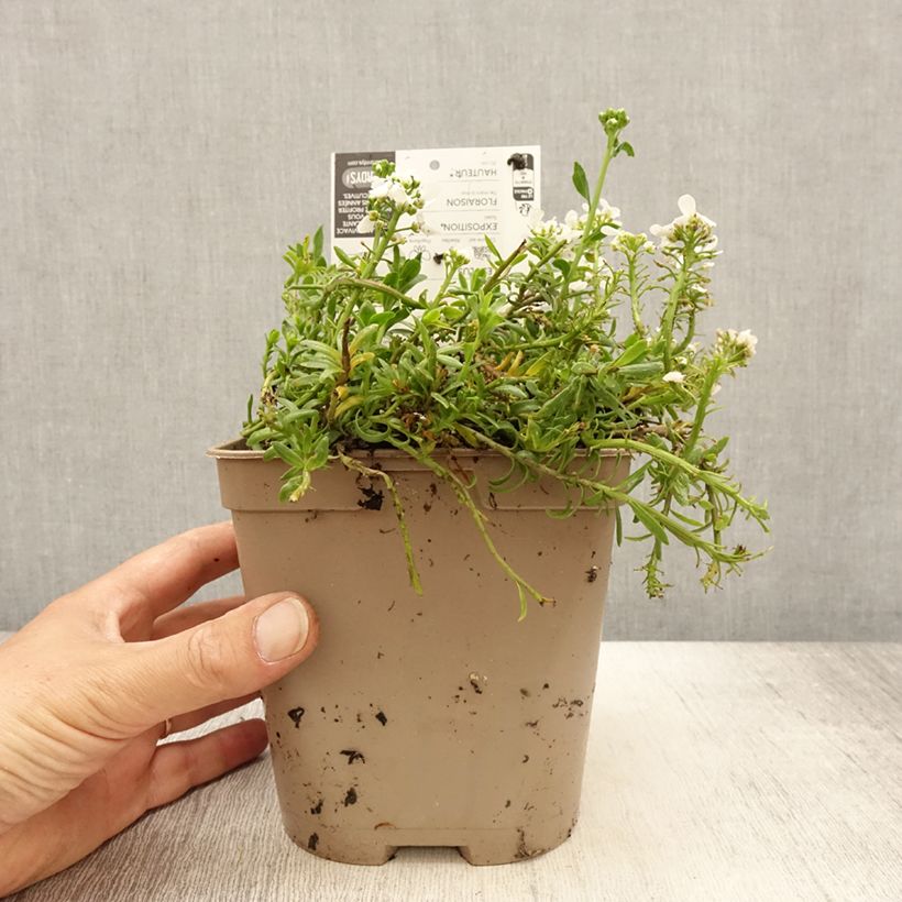Iberis sempervirens Snowflake - Carraspique Maceta 2L/3L Ejemplar entregado en la primavera