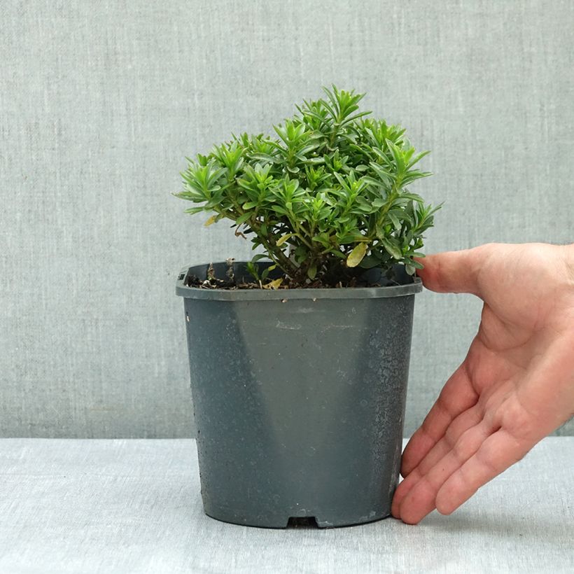 Ejemplar de Iberis sempervirens Snowflake - Carraspique Maceta 2L/3L entregado en verano