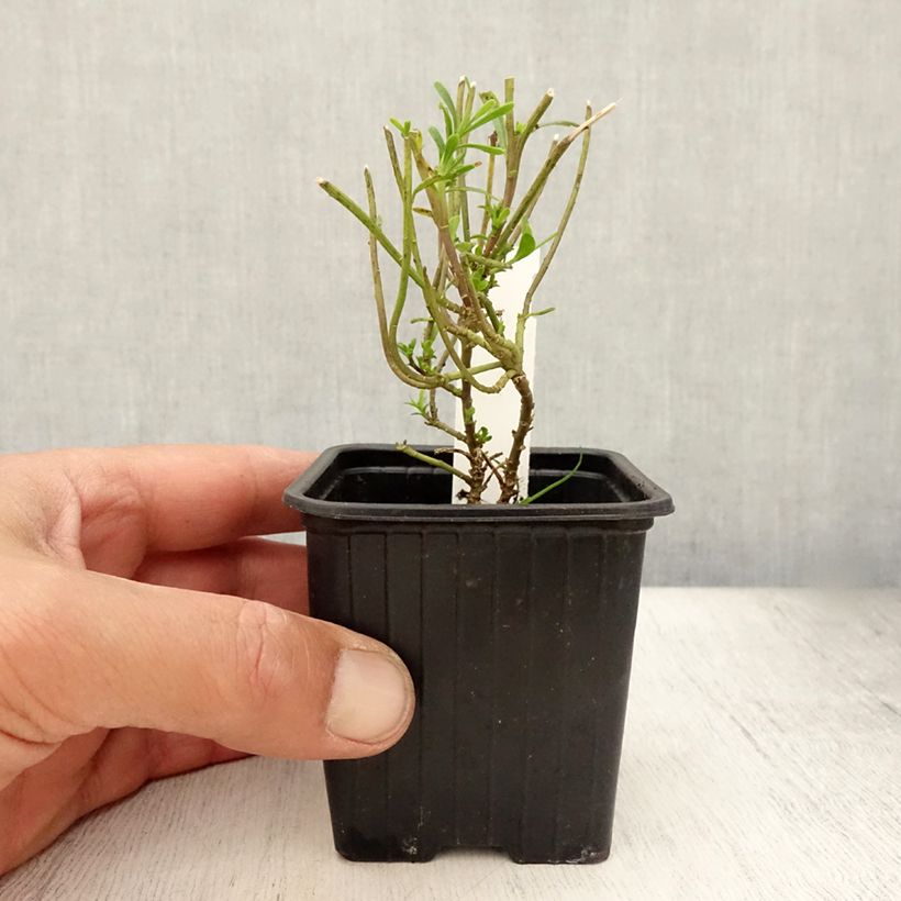 Ejemplar de Iberis sempervirens Weisser Zwerg Maceta de 8/9 cm entregado en verano