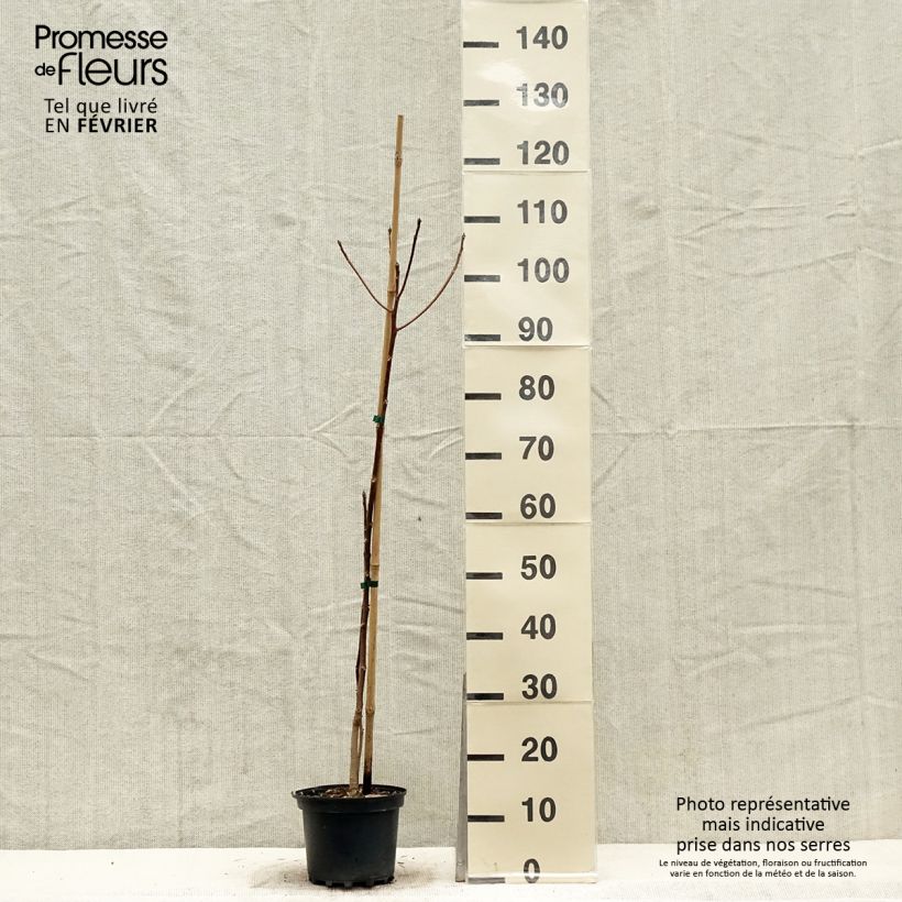 Idesia polycarpa Maceta 2L/3L Ejemplar entregado en invierno