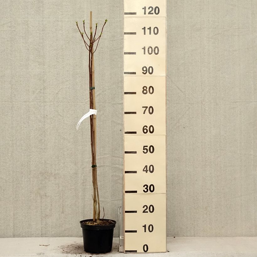 Idesia polycarpa Maceta 2L/3L Ejemplar entregado en la primavera