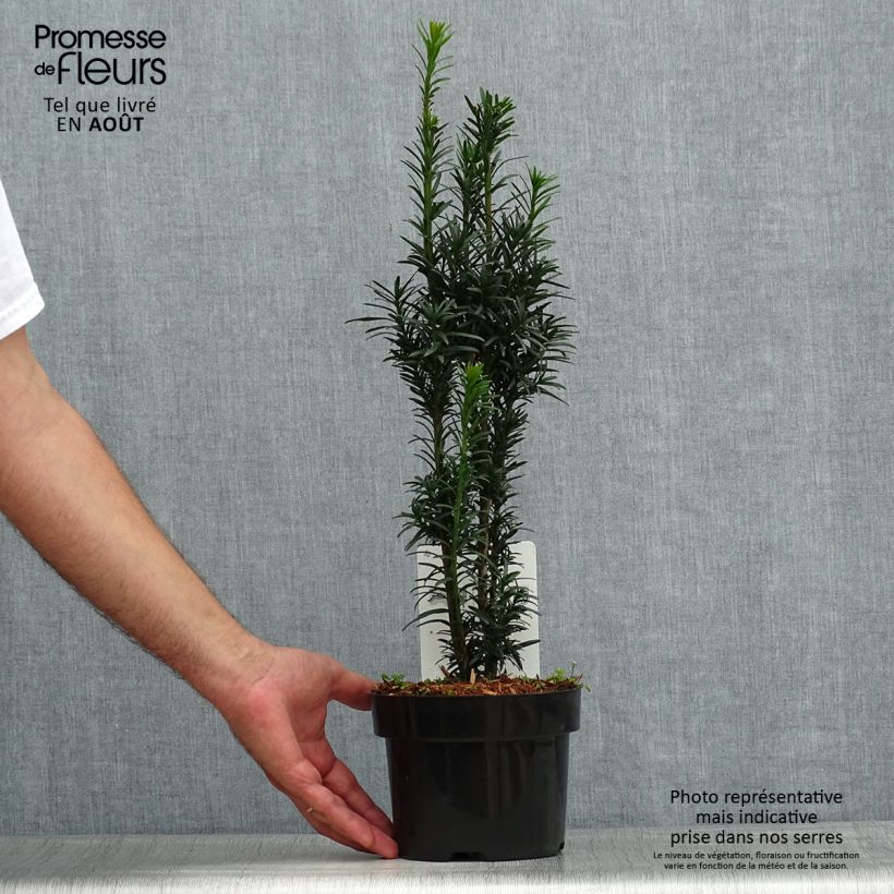 Ejemplar de Tejo Black Tower - Taxus baccata fastigiata Maceta 2L/3L entregado en verano