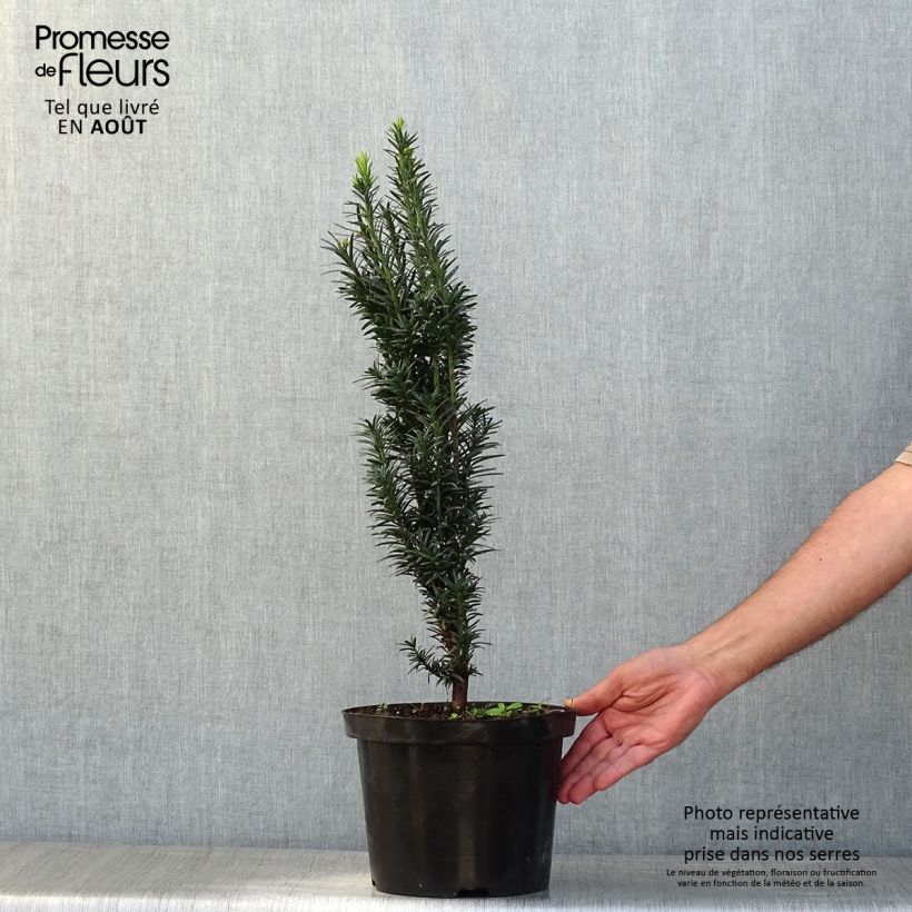 Ejemplar de Tejo Black Tower - Taxus baccata fastigiata Maceta 4L/5L entregado en verano