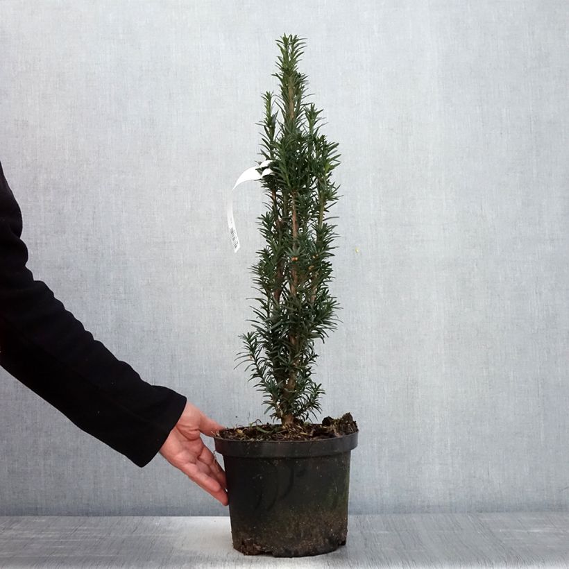 Tejo Black Tower - Taxus baccata fastigiata Maceta 4L/5L Ejemplar entregado en la primavera